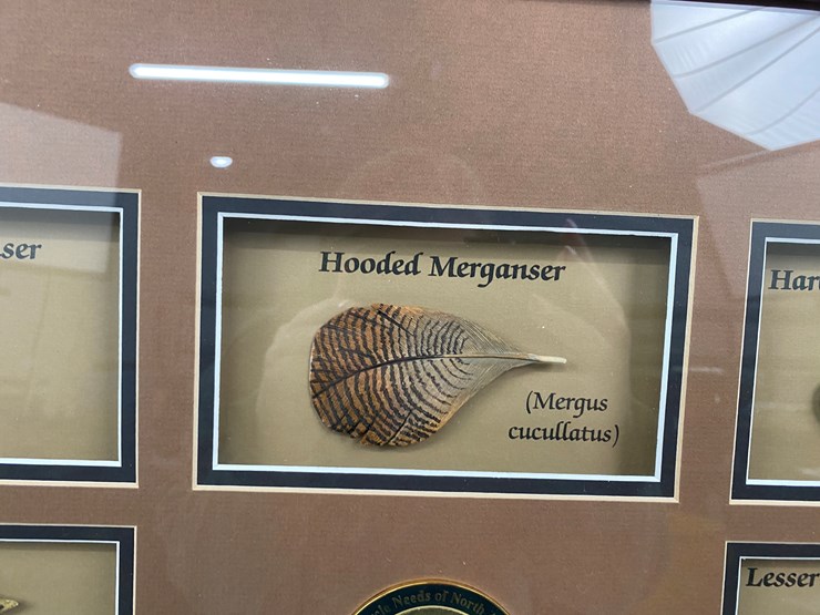 #48-•-#1036-•-framed-driver-duck-feather-collection-by-john-gewerth-from-ducks-unlimited.-24"x34"-image-6