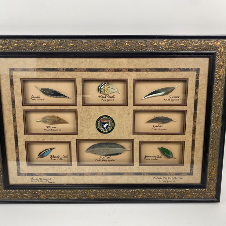 #77 • #1038 • Framed Limited Edition 417/1000 Dabbler Duck Feather Collection by John Gewerth. 24"x34"