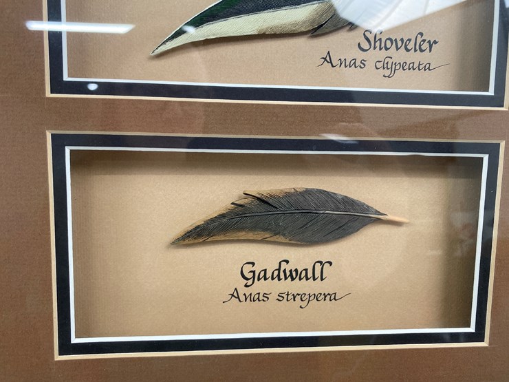 #50-•-#1037-•-framed-driver-duck-feather-collection-by-john-gewerth-from-ducks-unlimited.-24"x34"-image-10