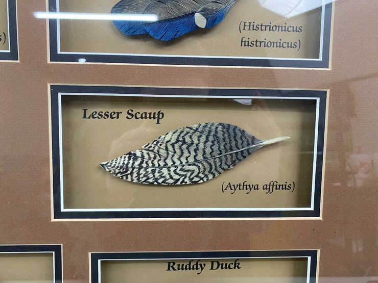 #48-•-#1036-•-framed-driver-duck-feather-collection-by-john-gewerth-from-ducks-unlimited.-24"x34"-image-10