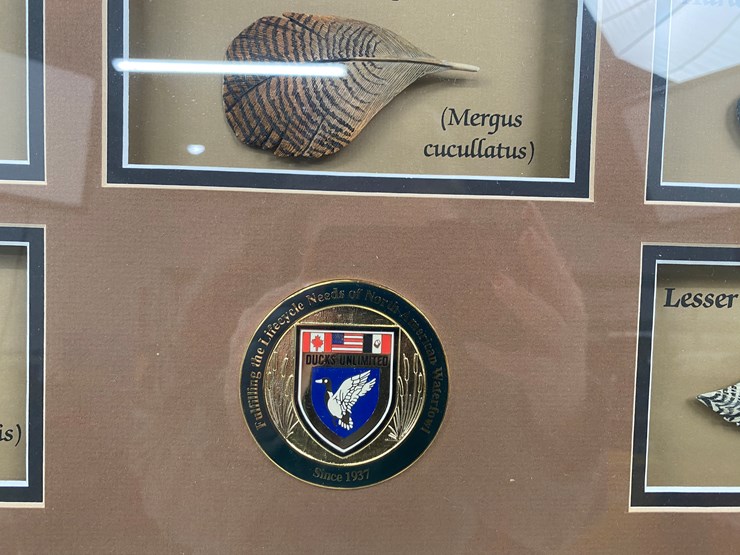 #48-•-#1036-•-framed-driver-duck-feather-collection-by-john-gewerth-from-ducks-unlimited.-24"x34"-image-7