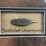 #51-•-#1039-•-framed-upland-game-bird-feather-collection-from-ducks-unlimited.-32"x31"-image-6