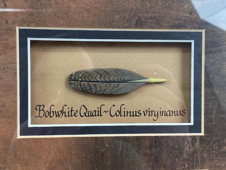 #51-•-#1039-•-framed-upland-game-bird-feather-collection-from-ducks-unlimited.-32"x31"-image-6