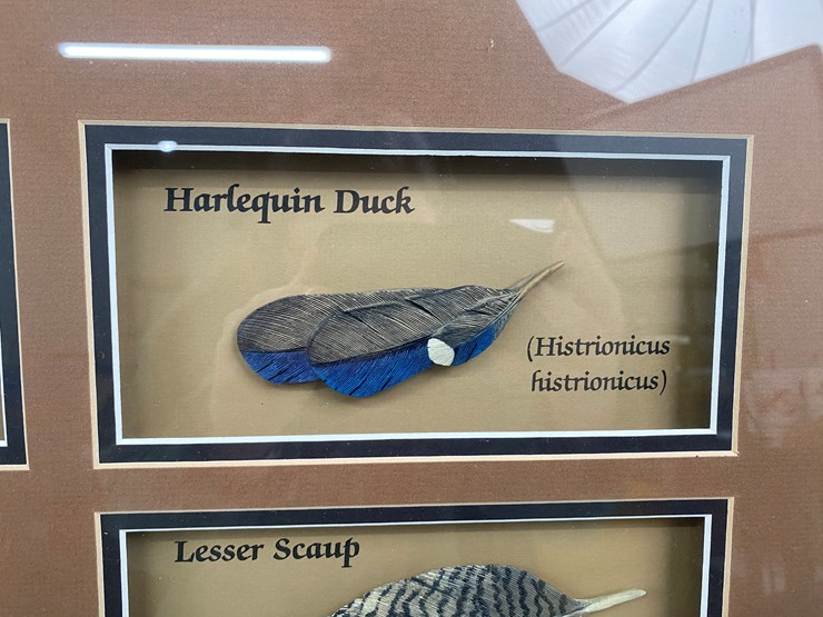 #48-•-#1036-•-framed-driver-duck-feather-collection-by-john-gewerth-from-ducks-unlimited.-24"x34"-image-9