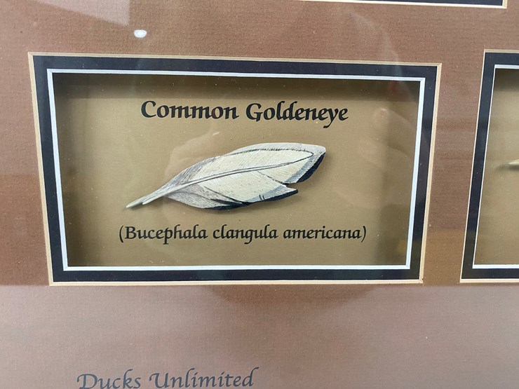 #48-•-#1036-•-framed-driver-duck-feather-collection-by-john-gewerth-from-ducks-unlimited.-24"x34"-image-4