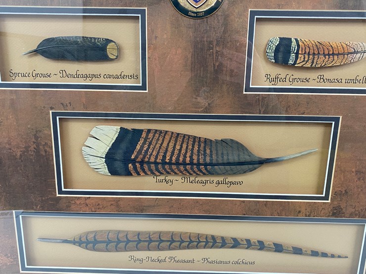 #51-•-#1039-•-framed-upland-game-bird-feather-collection-from-ducks-unlimited.-32"x31"-image-8