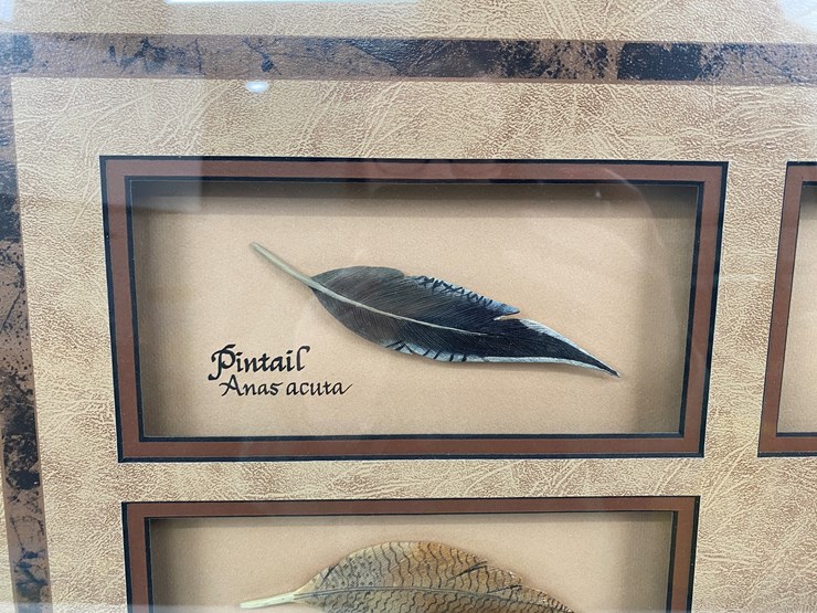 #77-•-#1038-•-framed-limited-edition-417/1000-dabbler-duck-feather-collection-by-john-gewerth.-24"x34"-image-2