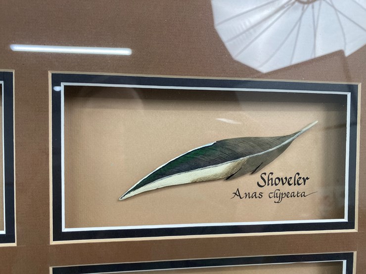 #50-•-#1037-•-framed-driver-duck-feather-collection-by-john-gewerth-from-ducks-unlimited.-24"x34"-image-9