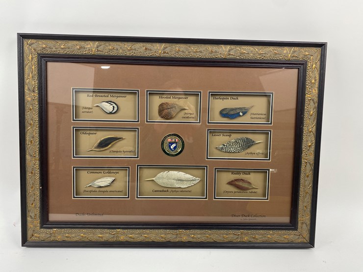 #48-•-#1036-•-framed-driver-duck-feather-collection-by-john-gewerth-from-ducks-unlimited.-24"x34"-image-1
