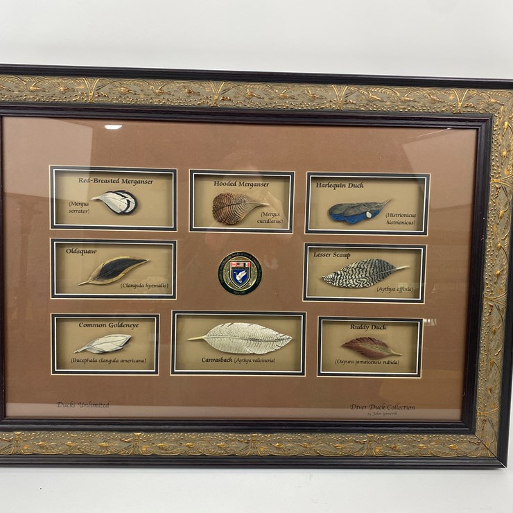 #48 • #1036 • Framed Driver Duck Feather Collection by John Gewerth from Ducks Unlimited. 24"x34"