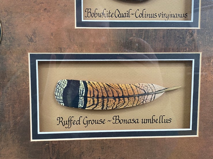 #51-•-#1039-•-framed-upland-game-bird-feather-collection-from-ducks-unlimited.-32"x31"-image-7