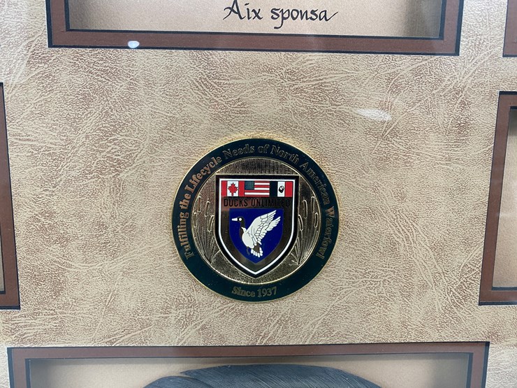 #77-•-#1038-•-framed-limited-edition-417/1000-dabbler-duck-feather-collection-by-john-gewerth.-24"x34"-image-7