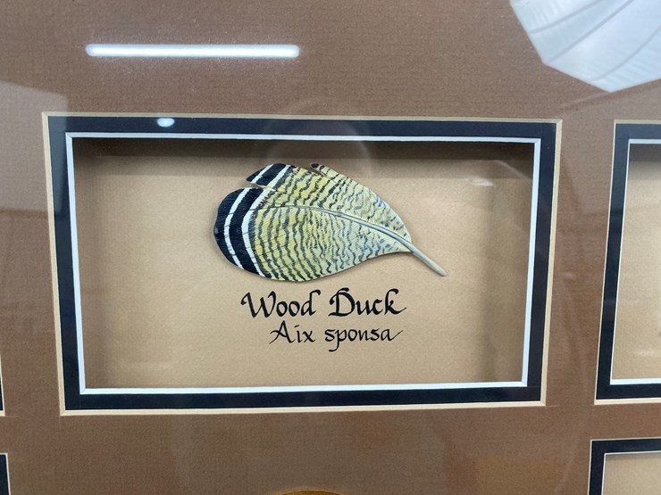 #50-•-#1037-•-framed-driver-duck-feather-collection-by-john-gewerth-from-ducks-unlimited.-24"x34"-image-6