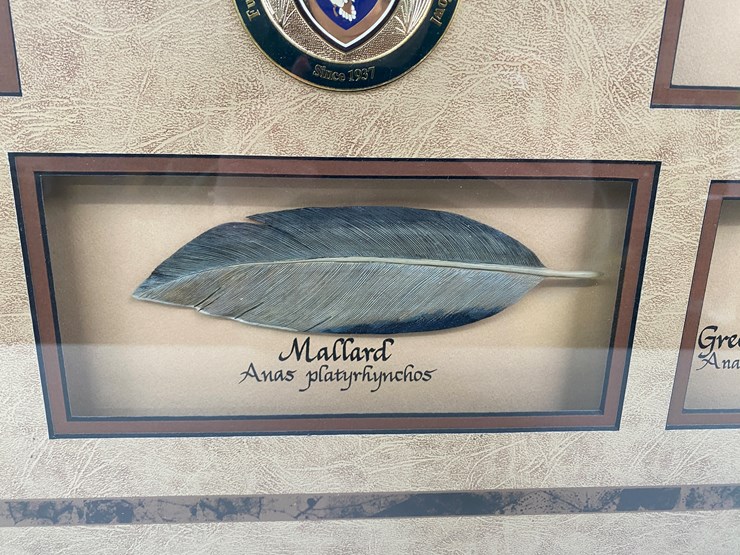 #77-•-#1038-•-framed-limited-edition-417/1000-dabbler-duck-feather-collection-by-john-gewerth.-24"x34"-image-6