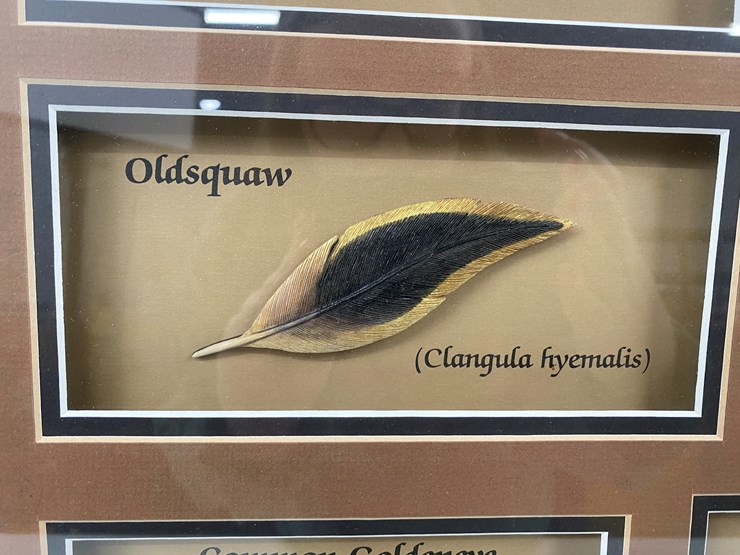 #48-•-#1036-•-framed-driver-duck-feather-collection-by-john-gewerth-from-ducks-unlimited.-24"x34"-image-3