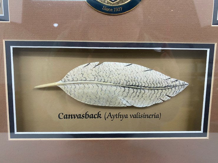#48-•-#1036-•-framed-driver-duck-feather-collection-by-john-gewerth-from-ducks-unlimited.-24"x34"-image-8