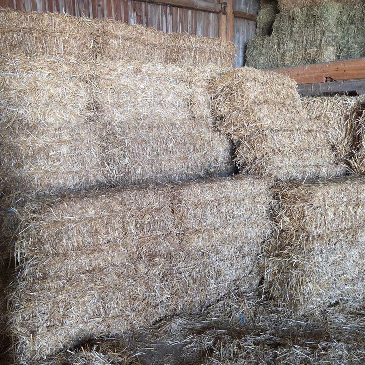 (100) small square bales of wheat straw