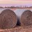 20-oat-round-bales-mature-with-grain-,-1,300-lb-image-1