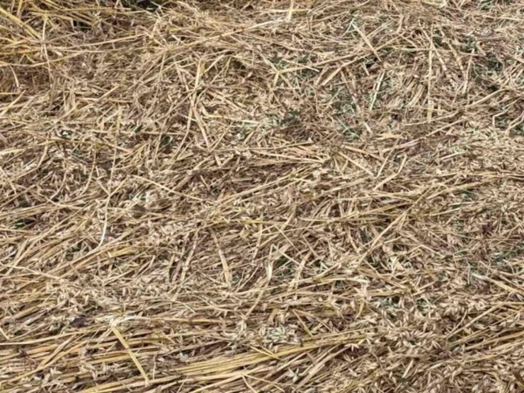 20-oat-round-bales-mature-with-grain-,-1,300-lb-image-2