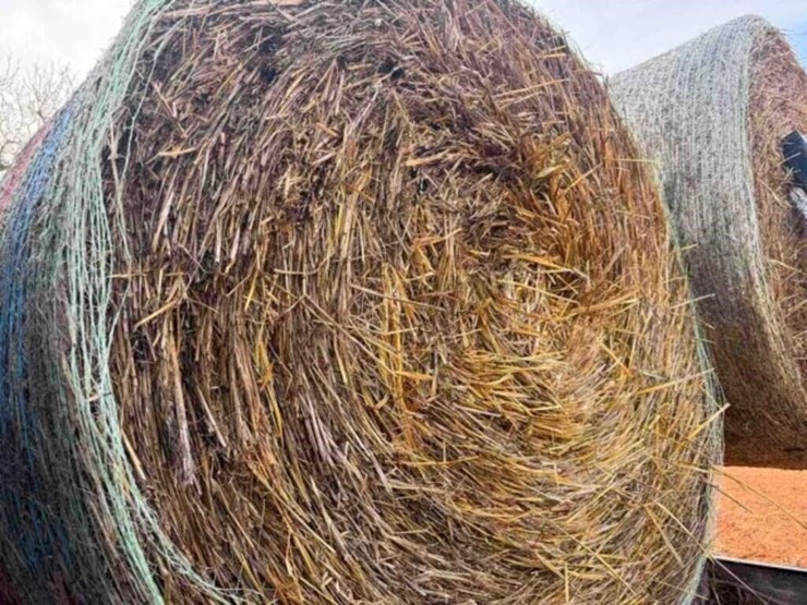 20-oat-round-bales-mature-with-grain-,-1,300-lb-image-3