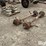 dexter-dually-trailer-axles-w/wheels-image-1