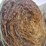 20-oat-round-bales-mature-with-grain-,-1,300-lb-image-3