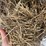 2025-alfalfa-mix-hay-image-6