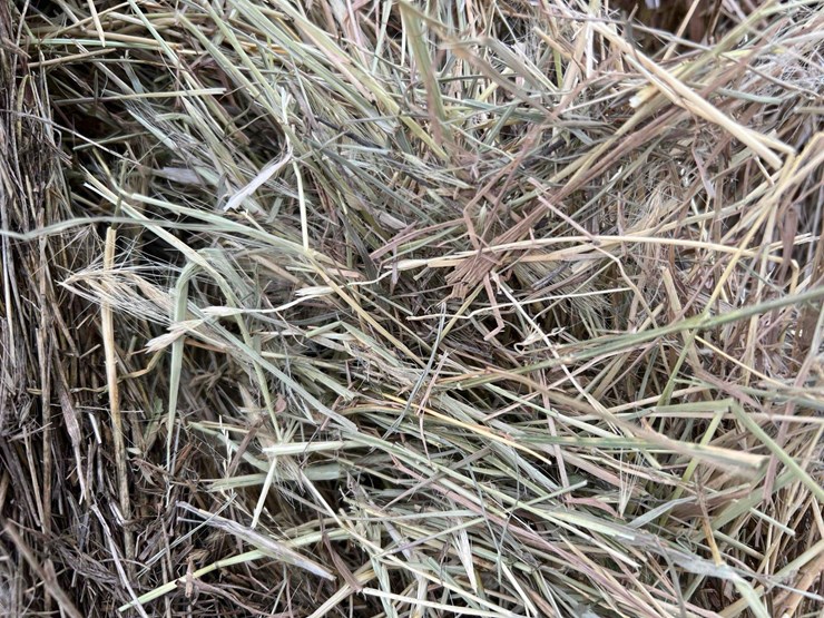 2025-grass-hay-image-8