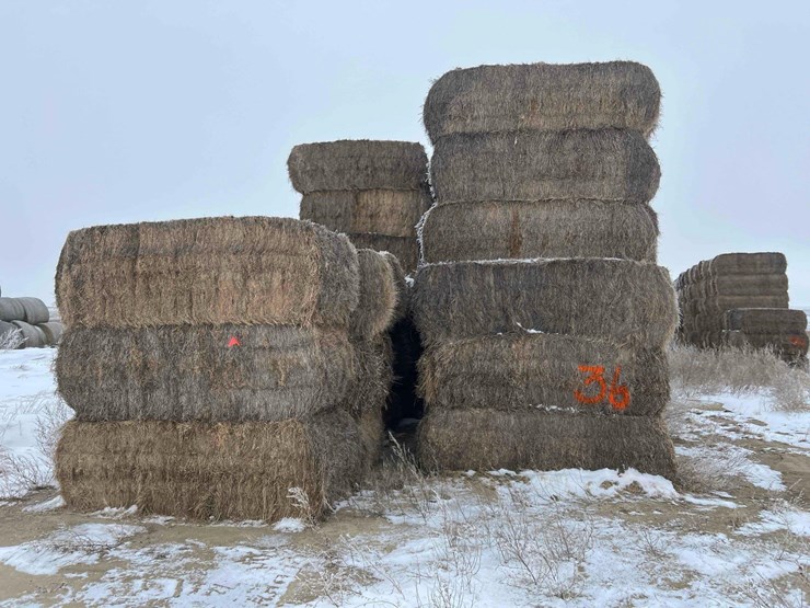 2025-alfalfa-mix-squares-image-4