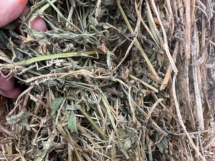 2025-alfalfa-mix-squares-image-7