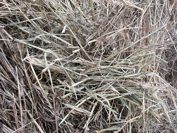 2025-grass-hay-image-6