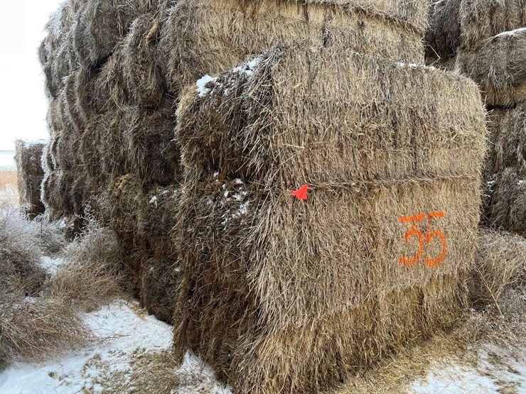 2025-grass-squares-image-3