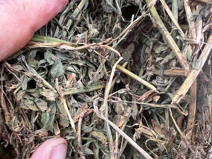 2025-alfalfa-mix-squares-image-6