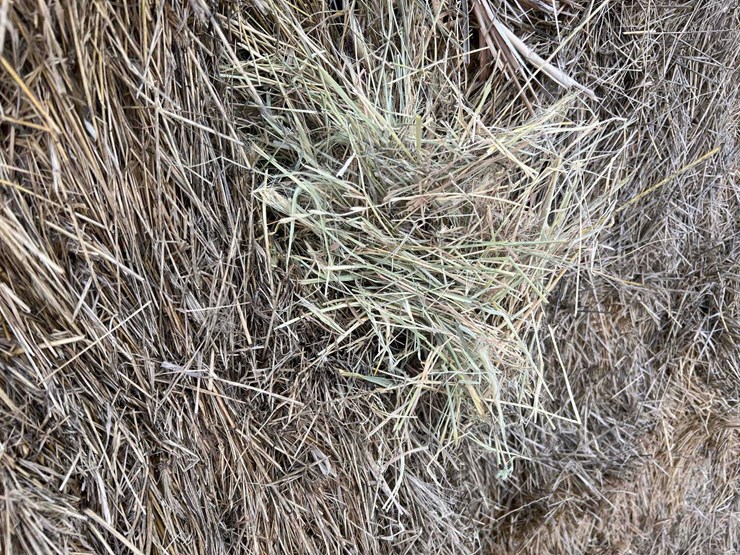 2025-grass-hay-image-7