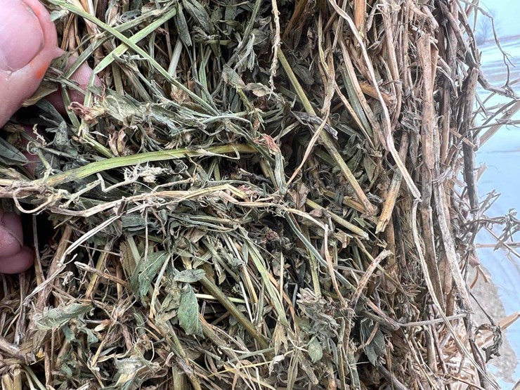 2025-alfalfa-mix-squares-image-8