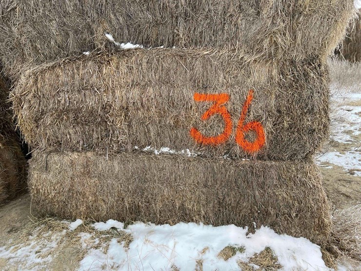 2025-alfalfa-mix-squares-image-1