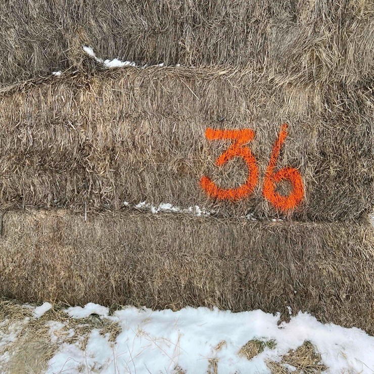 2025 Alfalfa Mix Squares