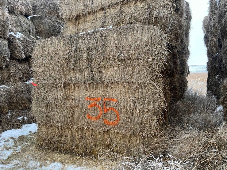 2025-grass-squares-image-1