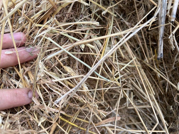 2025-grass-squares-image-2