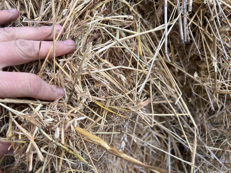 2025-grass-squares-image-3