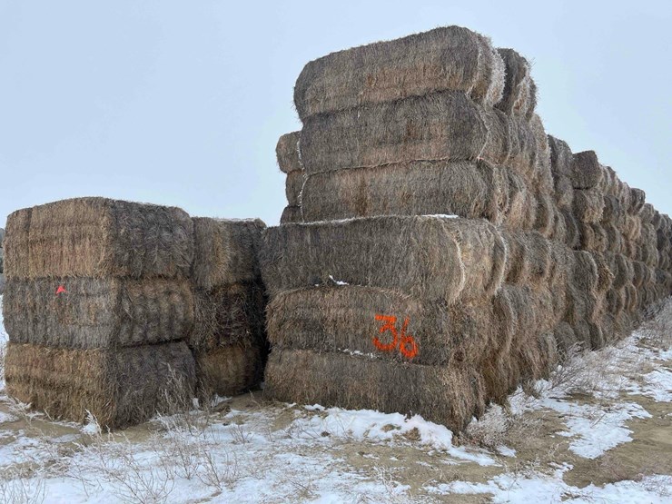 2025-alfalfa-mix-squares-image-3