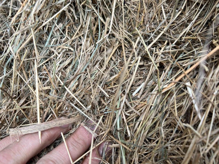 2024-grass-hay-image-9