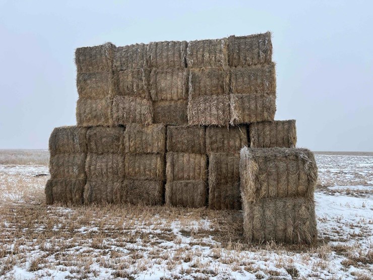 2025-grass-hay-image-4