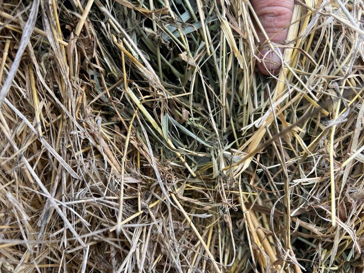 2025-grass-squares-image-5