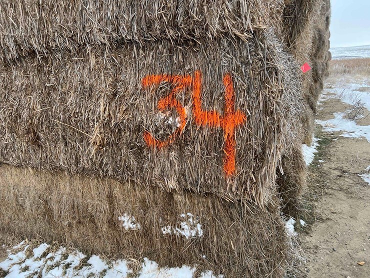 2025-grass-squares-image-1