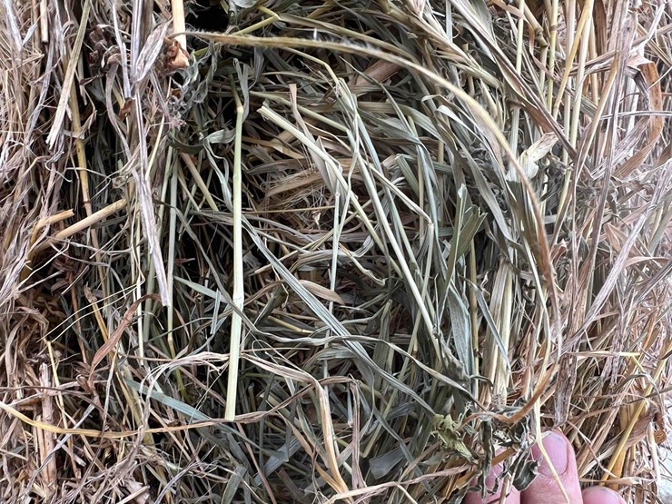 2025-grass-squares-image-4