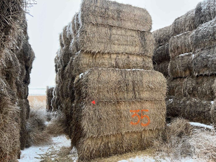 2025-grass-squares-image-5