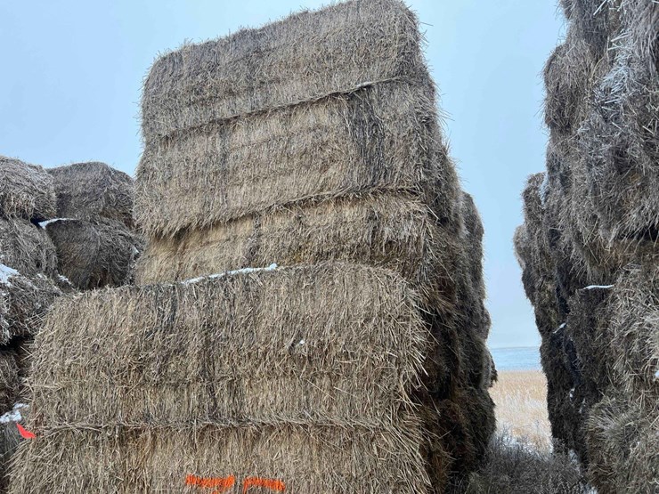 2025-grass-squares-image-2