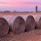 20-oat-round-bales-mature-with-grain-,-1,300-lb-image-4