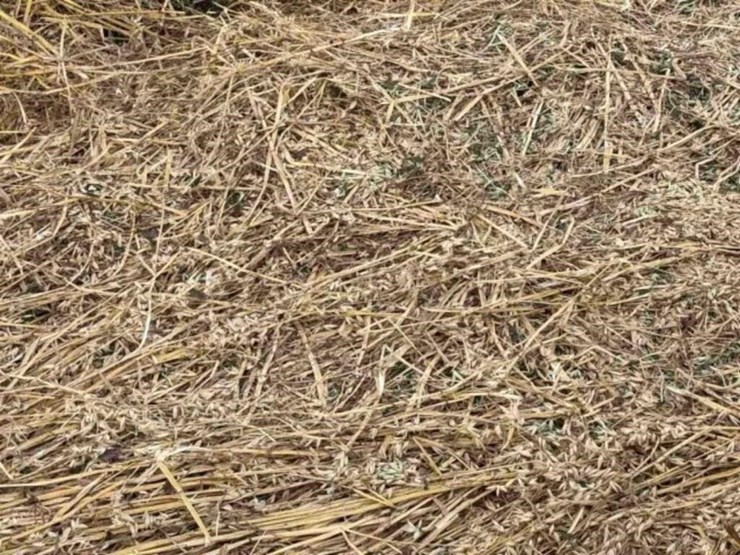 20-oat-round-bales-mature-with-grain-,-1,300-lb-image-2